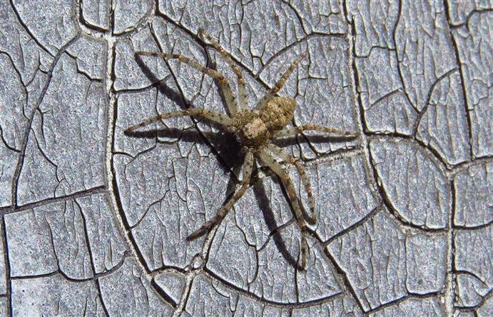 Philodromus cfr. margaritatus  - Costa de Caparica (Portogallo)